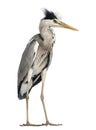 Grey Heron standing, Ardea Cinerea, 5 years old Royalty Free Stock Photo