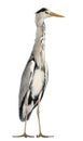 Grey Heron standing, Ardea Cinerea, 5 years old Royalty Free Stock Photo