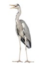 Grey Heron standing, beak opened, Ardea Cinerea Royalty Free Stock Photo