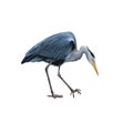 Grey Heron standing bent down, Ardea Cinerea