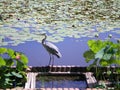 A grey heron standing on the edge of a pond Royalty Free Stock Photo