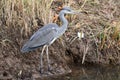 Grey heron standing on the edge of a stream bank