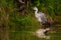 Grey heron standing on fallen tree in water in summer