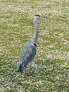 Grey heron standing in a field of daisy`s Ardea cinerea