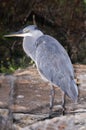 Grey heron standing on the ground Royalty Free Stock Photo
