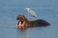 Grey heron standing on a hippo