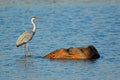 Grey heron standing on a hippo - Kruger National Park