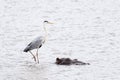 Grey heron standing on a Hippo in water Royalty Free Stock Photo