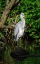 Grey heron standing on a log in a river in Kent, UK with ruffled neck fethers