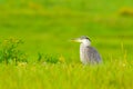 Grey heron standing in a meadow-closeup Royalty Free Stock Photo