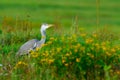 Grey heron standing in a meadow between yellow flowers Royalty Free Stock Photo