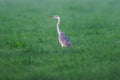 Grey heron standing in misty meadow Royalty Free Stock Photo