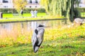 Grey heron standing with neck retracted in Regent`s Park of London