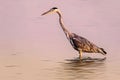 A Grey Heron standing during a pink sunrise in the river water to catch a fish at Swartkops river, Port Elizabeth