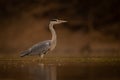Grey heron standing in profile in pond Royalty Free Stock Photo