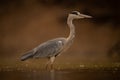 Grey heron standing in profile in water Royalty Free Stock Photo
