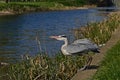 Grey heron standing, ready to lift of along a canal - Ardea cinerea Royalty Free Stock Photo