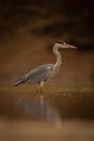 Grey heron standing reflected in calm water Royalty Free Stock Photo