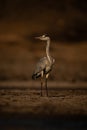 Grey heron standing on riverbank turning head Royalty Free Stock Photo