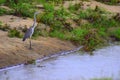 Grey Heron Standing on Riverbank, Uda Wallawe National Park, Sri Lanka