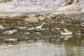 Grey heron standing on a rocky shore with green grass and boulders in the background. Royalty Free Stock Photo