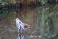 Grey heron standing in a shallow stream