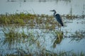 Grey heron standing in shallows with plants Royalty Free Stock Photo