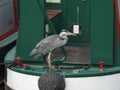 Grey heron on canal boat stern Royalty Free Stock Photo