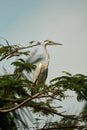 grey heron is standing still on the top of a tree. Royalty Free Stock Photo