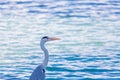 Gray heron fishing at sunset on the beach Royalty Free Stock Photo