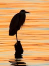 Grey heron standing on the sunset lake Royalty Free Stock Photo