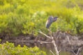 Grey heron standing on a tree branch with grass blurred in the background Royalty Free Stock Photo