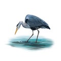 Grey Heron standing in water, Ardea Cinerea