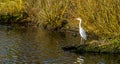 Grey heron standing at the water side hunting for food, common bird in the Netherlands Royalty Free Stock Photo