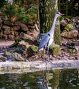 Grey heron standing at the water side waiting for fish, beautiful portrait of a common Dutch bird Royalty Free Stock Photo
