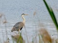 Grey heron standing in the watere water - Ardea cinerea