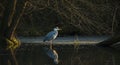 Heron at Dusk Royalty Free Stock Photo