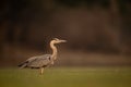 Grey heron stands in pond in profile Royalty Free Stock Photo