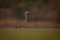 Grey heron stands in profile in pond Royalty Free Stock Photo