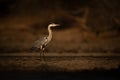 Grey heron stands in profile beside pond Royalty Free Stock Photo