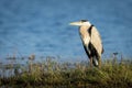 Grey heron stands in profile beside river Royalty Free Stock Photo