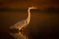Grey heron stands in profile in water Royalty Free Stock Photo