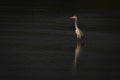 Grey heron stands in river casting reflection Royalty Free Stock Photo