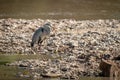 Grey heron stands beside river facing right Royalty Free Stock Photo