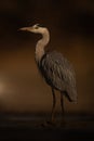 Grey heron stands beside river turning head Royalty Free Stock Photo