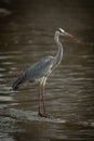 Grey heron stands on rock in river Royalty Free Stock Photo
