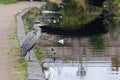 Grey Heron stands by the Royal Canal in Dublin Ireland, canal is polluted