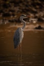 Grey heron stands turning head in river Royalty Free Stock Photo