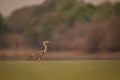 Grey heron stands in water in profile Royalty Free Stock Photo