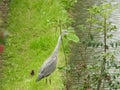 Heron by the canal Royalty Free Stock Photo